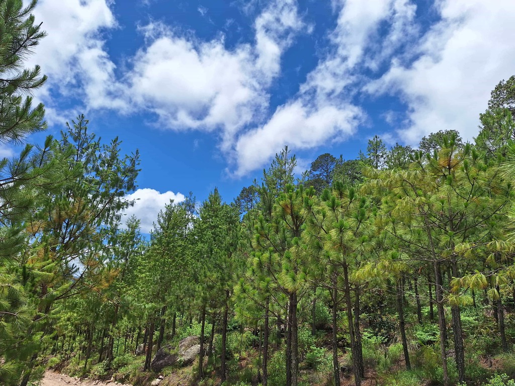 MFM (MANEJO FORESTAL MEJORADO)